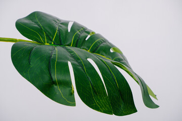 Close up beautiful green leaf of monsterra tree isolated on white background. © Pratama