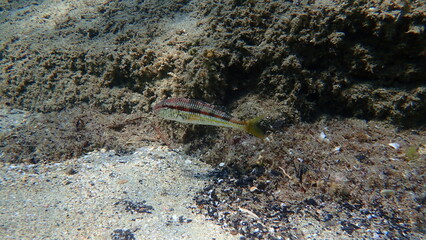 Striped red mullet or surmullet (Mullus surmuletus) undersea, Aegean Sea, Greece, Halkidiki