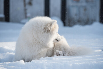 Samoyed white dog close up on snow outside on winter background