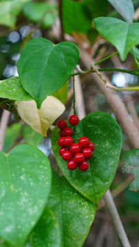 Cocculus carolinus in the forest