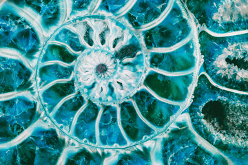 beautiful background blue ammonite texture in section with the golden ratio macro photo close-up