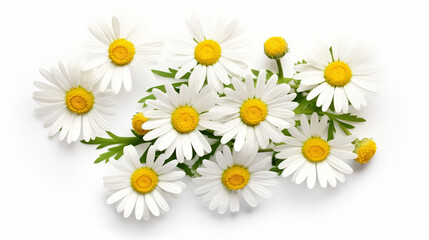 Chamomile or daisy flower isolated on white background