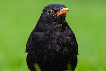 Amsel 