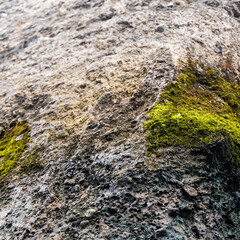 Structural surface of old concrete covered with moss.