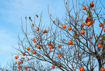 Ripe persimmon hanging on a tree branch.