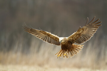 Flying Birds of prey Marsh harrier Circus aeruginosus, hunting time Poland Europe