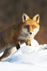 Naklejka na ściany i meble Mammals Fox Vulpes vulpes in autumn scenery, Poland Europe, animal walking among autumn meadow