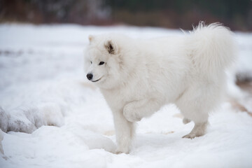 The dog's paws are cold. Samoyed white dog
