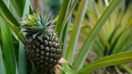close up of pineapple