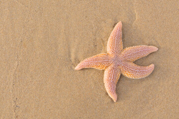A starfish lies on the sand on the beach