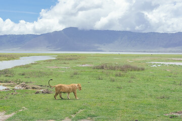 A lion walking in a National park of Tanzani