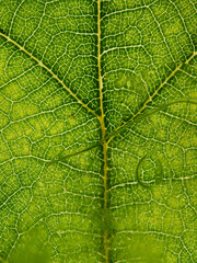 Texture of frozen green leaf with veins in detail - background and pattern