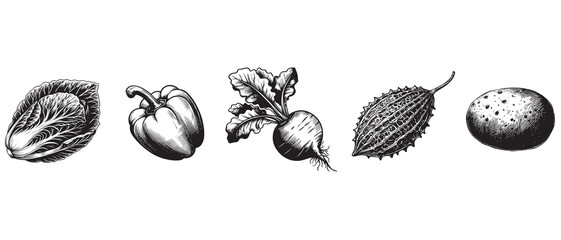 Sketch vegetables. Vintage hand drawn garden vegetable collection.