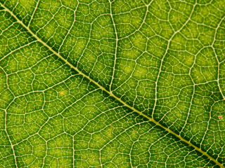 Texture of green leaf with veins in detail - background and pattern