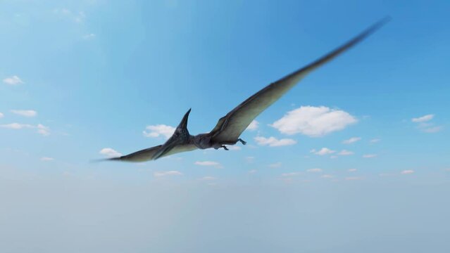 A Pterosaur flying high in the sky while watching the camera.