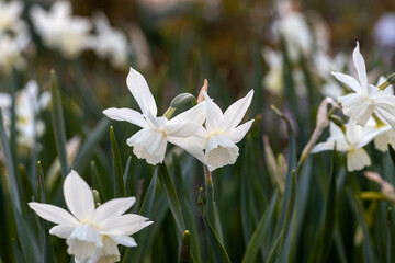 Obraz premium White Narcissus triandrus Thalia Flowers. Pure White Daffodil Flowers Blooming in the Spring. 