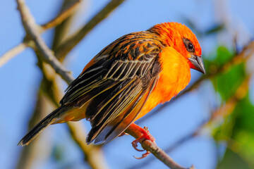 Vibrant orange bird perching in natural environment in Mauritius 