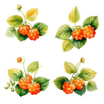 Tasty juicy cloudberry with leaves watercolor paint for food design on white