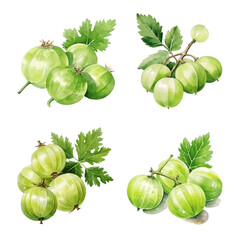 Tasty juicy gooseberry with leaves watercolor paint for food design on white - obrazy, fototapety, plakaty