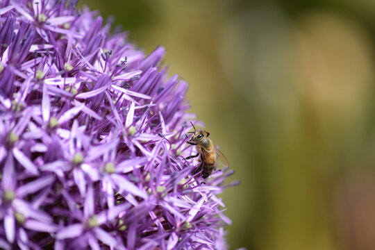 Macro bee on a purple allium flower