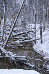 Lots of tree trunks fallen by beaver over water stream