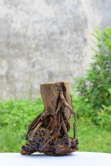 Driftwood is the basic material for aquascapes, terrariums