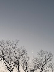 the moon and stars among the trees