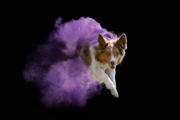 An alert Border Collie emerges from a mystical purple haze, its gaze focused and intense against a...