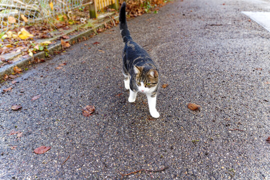 Cute black brown and white tabby cat walking on street at Swiss City of Zürich on a cloudy autumn day. Photo taken December 15th, 2023, Zurich, Switzerland.