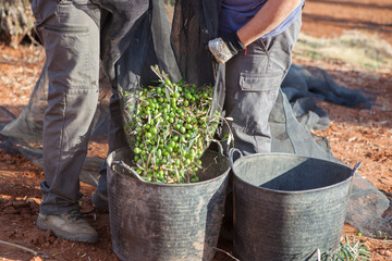 Laborers couple transfers olives from collection net to the harvesting bucket - Powered by Adobe