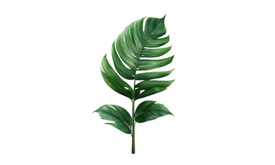 Tropical Green Palm Leaf, palm leaves isolated on transparent or white background, png vector watercolor