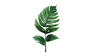 Poster Monstera Tropical Green Palm Leaf, palm leaves isolated on transparent or white background, png vector watercolor