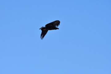 Bird watching with floating ices in winter