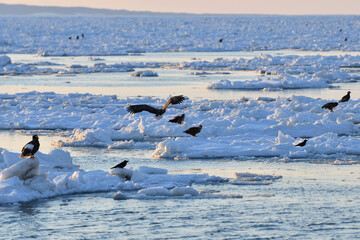 Fototapeta premium Bird watching with floating ices in winter