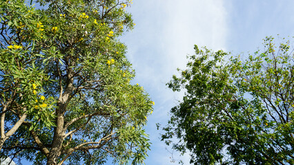 green trees with yellow flowers and a cloudy clear blue sky. For background, bottom, low angle view