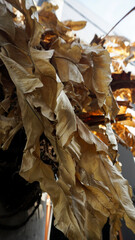 dry brown leaves stuck to the tree
