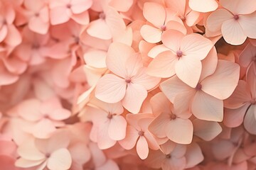 Delicate close-up of light pink and light peach hydrangea flowers, with a focus on their soft, pastel colors and delicate petal textures. - 693467763
