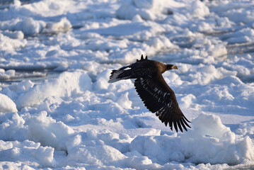 Bird watching with floating ices in winter