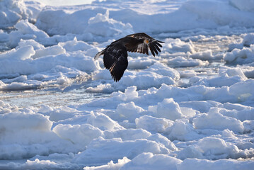 Bird watching with floating ices in winter