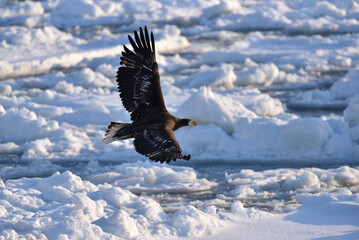 Bird watching with floating ices in winter
