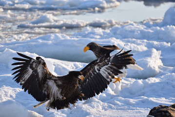 Bird watching with floating ices in winter