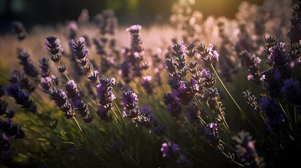 Fotobehang Lavendelfeld im goldenen Sonnenlicht © Stefan