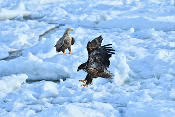 Bird watching with floating ices in winter