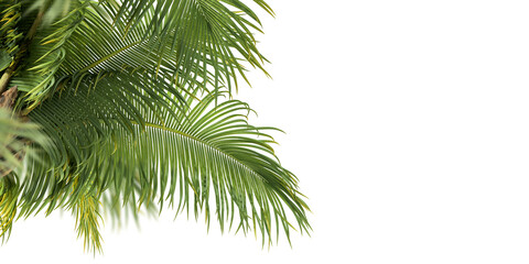 Palm tree isolated on white background - Powered by Adobe