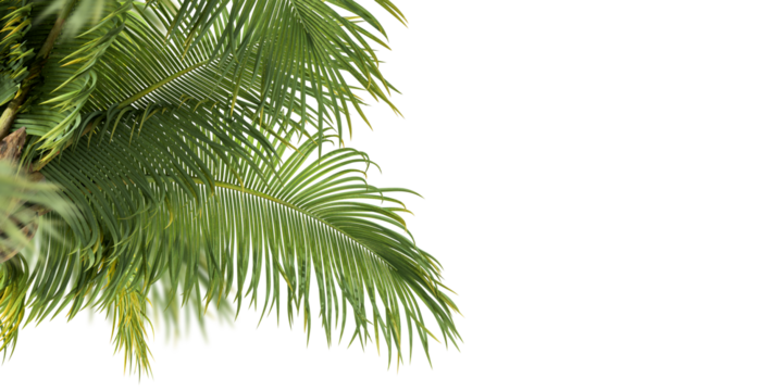Palm tree isolated on white background