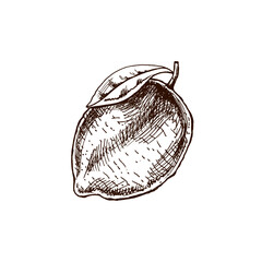 Hand-drawn lemon, lime sketch. Vintage lime or lemon fruit. Vector black ink outline food sketch illustration of juicy lime with leaf for fresh drinks.