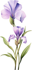 Purple iris flower isolated on transparent background