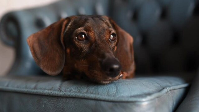 A cute dachshund is resting on a blue armchair