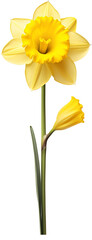 Bouquet of daffodils isolated on transparent background