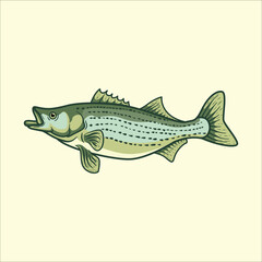 Striped bass fish mascot character cartoon vector illustration
